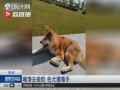 佛山偷狗新闻爆料,宠物安全警钟长鸣