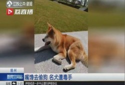 佛山偷狗新闻爆料,宠物安全警钟长鸣