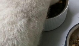 有好多爆料的猫吗视频,“有好多爆料的猫吗”视频背后的秘密
