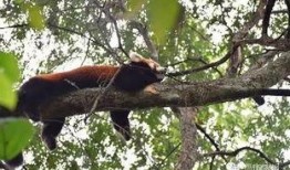 杭州动物园爆料事件视频,视频揭露动物生活现状引发关注