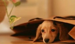 娱乐吃瓜酱救狗还是救人