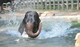 杭州动物园爆料事件视频,视频揭露动物生活现状引发关注