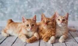 猫咪遥控爆料视频下载大全,揭秘萌宠趣味瞬间