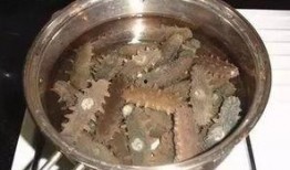 海参厨师爆料视频,海参烹饪背后的秘密与技巧