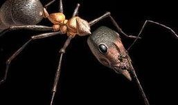 《巨蚁》在线观看,神秘生物入侵，人类生存危机四伏