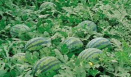 dy网红吃瓜群,揭秘娱乐圈幕后故事