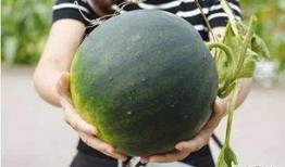 dy网红吃瓜群,揭秘娱乐圈幕后故事