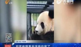 熊猫明星爆料视频,揭秘幕后故事与趣味瞬间