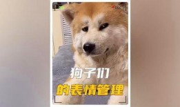 娱乐吃瓜酱救狗还是救人